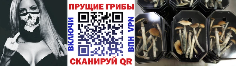 Псилоцибиновые грибы Psilocybe  купить закладку  площадка состав  Щучье 